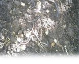Compost Aito Ver, compost vivant de Tahiti