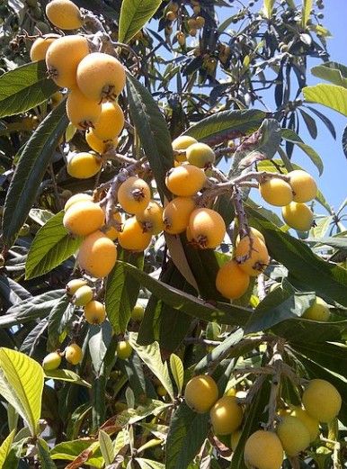 Plant de néflier du Japon à Tahiti
