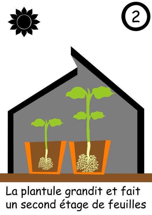 Étape 2 : La plantule grandit et fait un second étage de feuilles