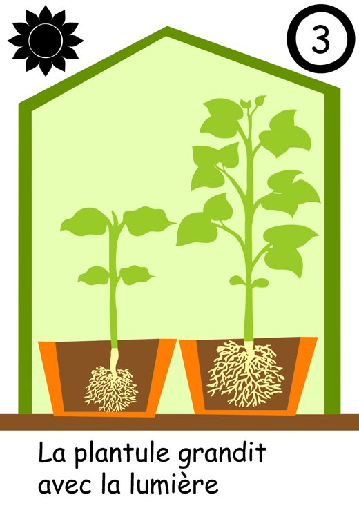 Étape 3 : La plantule grandit avec la lumière