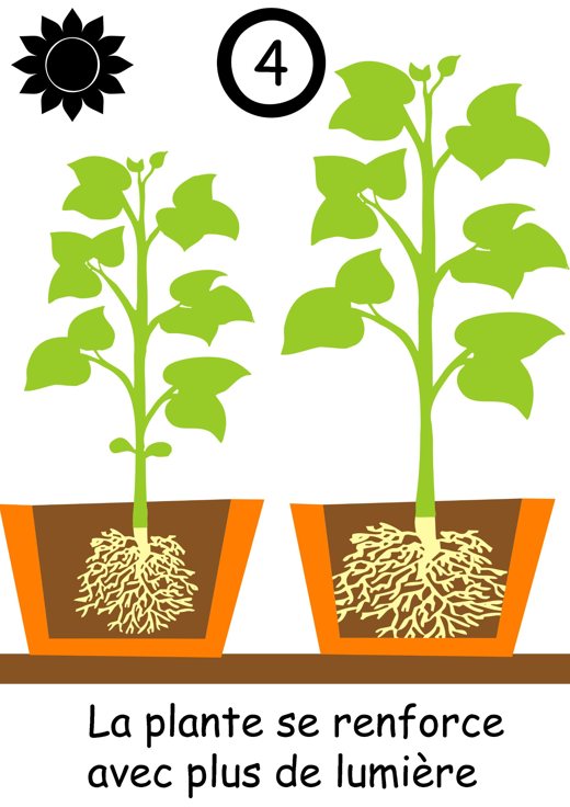 Étape 4 : La plante se renforce avec plus de lumière, prête à repiquer