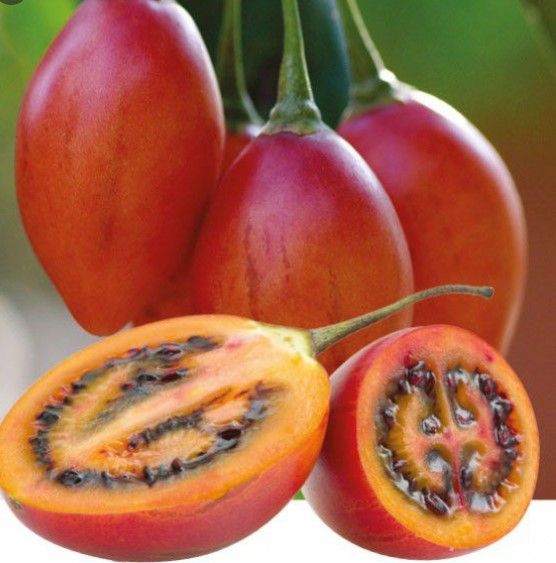 Plant de tamarillo (arbre à tomate) à Tahiti